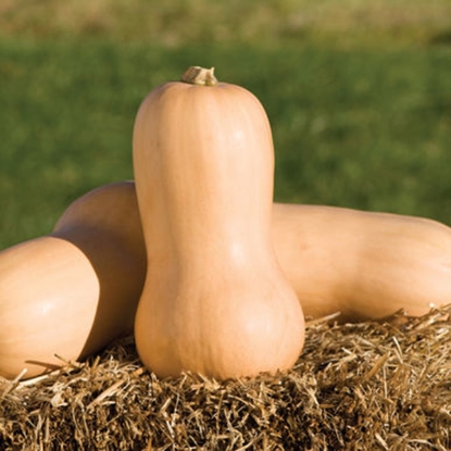Picture of Winter Squash Waltham Butternut (Trailing)